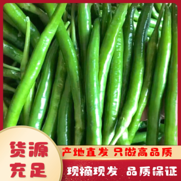 精品线椒,【二荆条辣椒】,货源充足,量大从优,品质保障