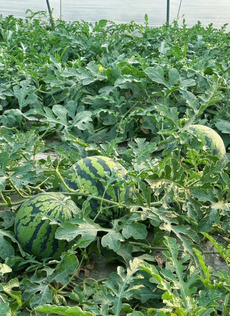 云南勐海县头茬无籽美都，大量有货，保质保量。