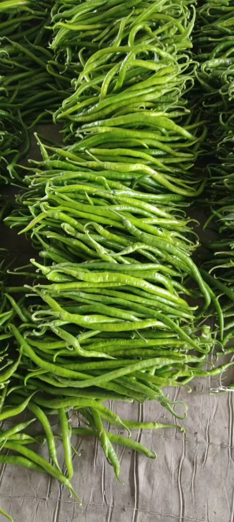 精品线椒，【二荆条辣椒】，货源充足，量大从优，品质保障