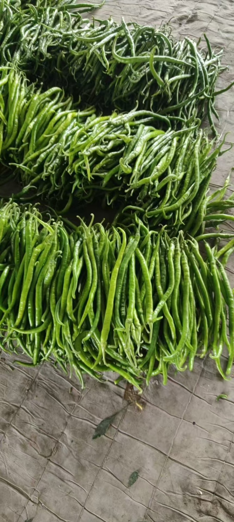 精品线椒，【二荆条辣椒】，货源充足，量大从优，品质保障