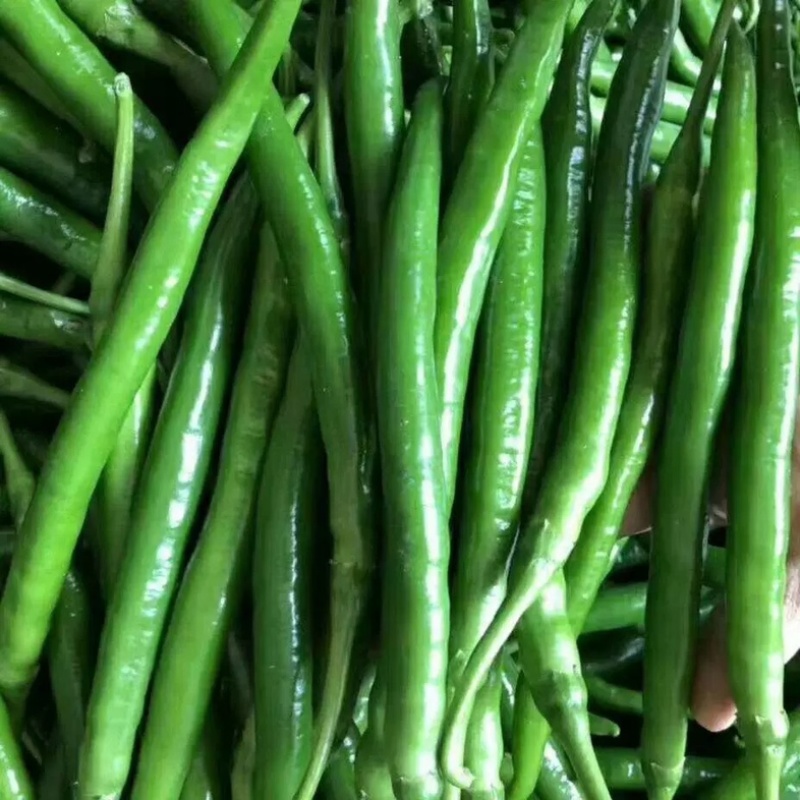 精品线椒，【二荆条辣椒】，货源充足，量大从优，品质保障