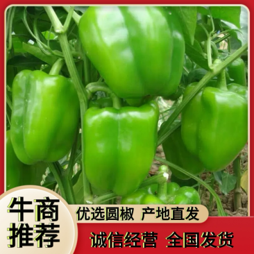【大量供应】圆椒,菜椒,产地直供物美价廉,适合各级批发商