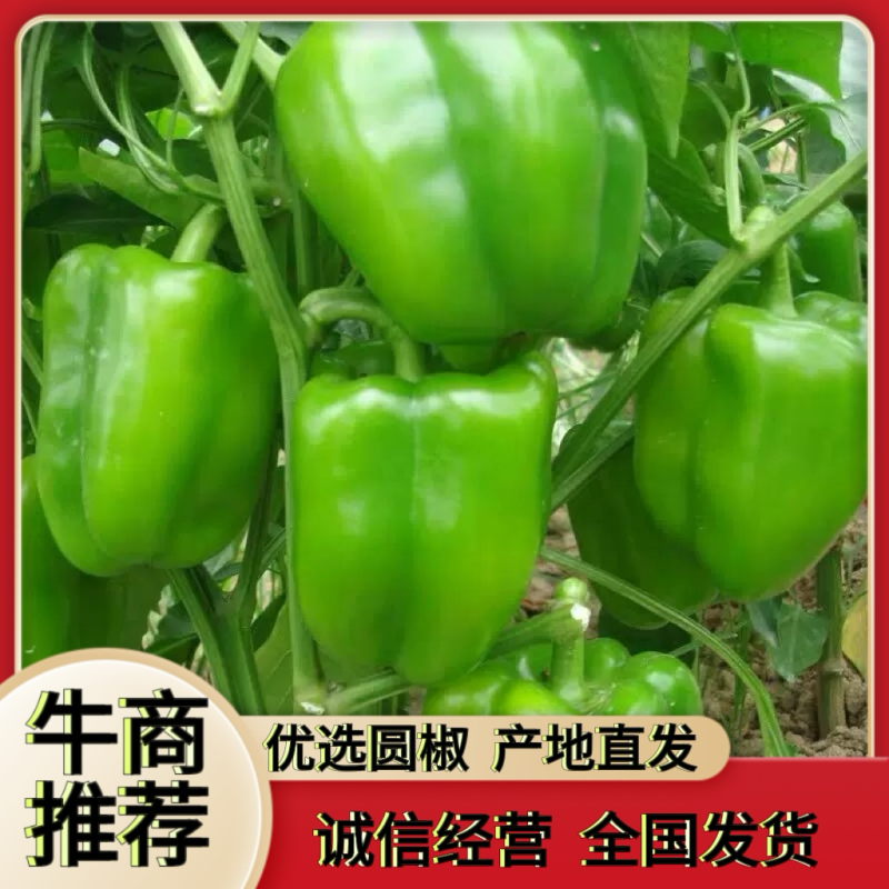 【大量供应】圆椒，菜椒，产地直供物美价廉，适合各级批发商