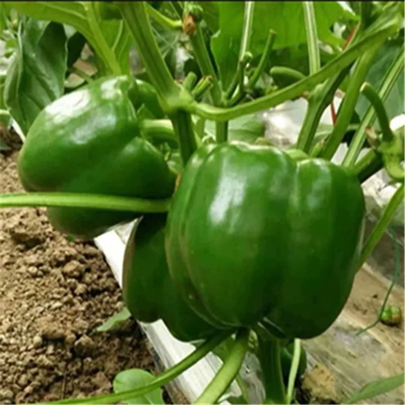 【大量供应】圆椒，菜椒，产地直供物美价廉，适合各级批发商
