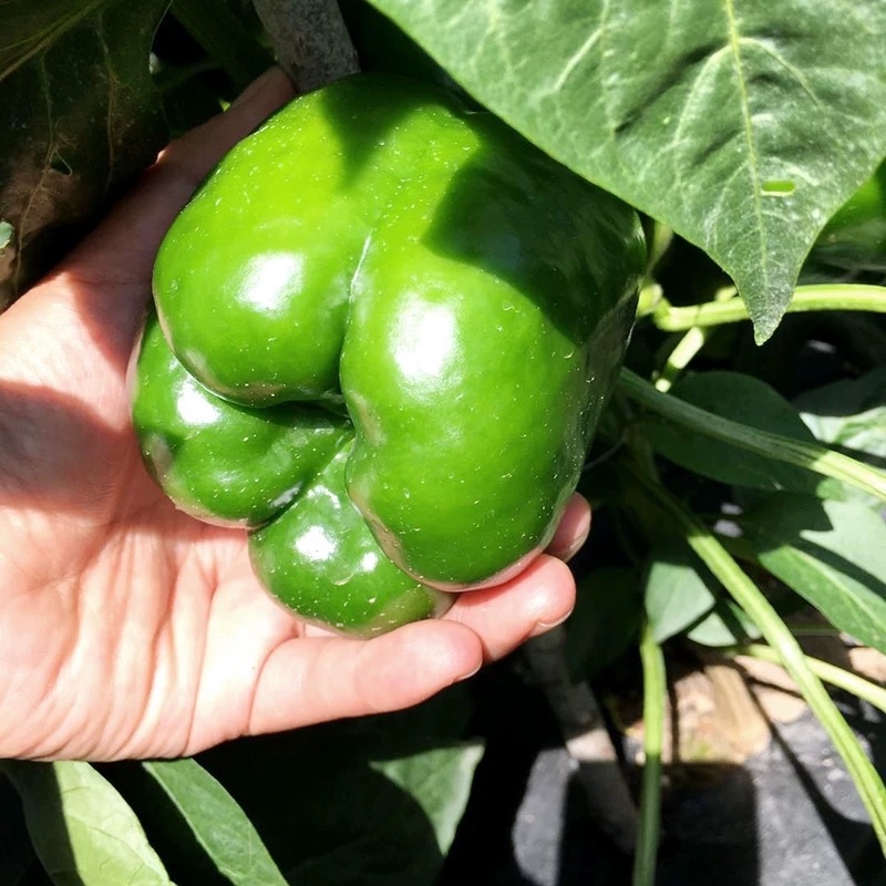 【大量供应】圆椒，菜椒，产地直供物美价廉，适合各级批发商