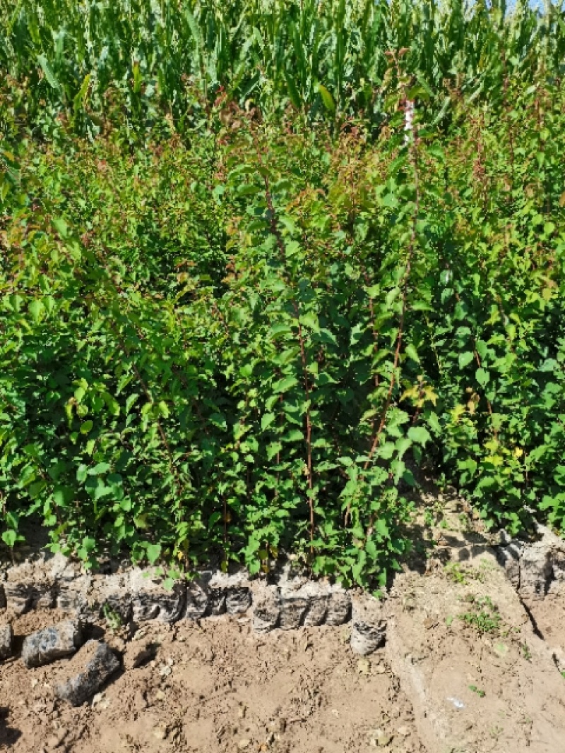 杏树苗油松杯苗山桃杯苗