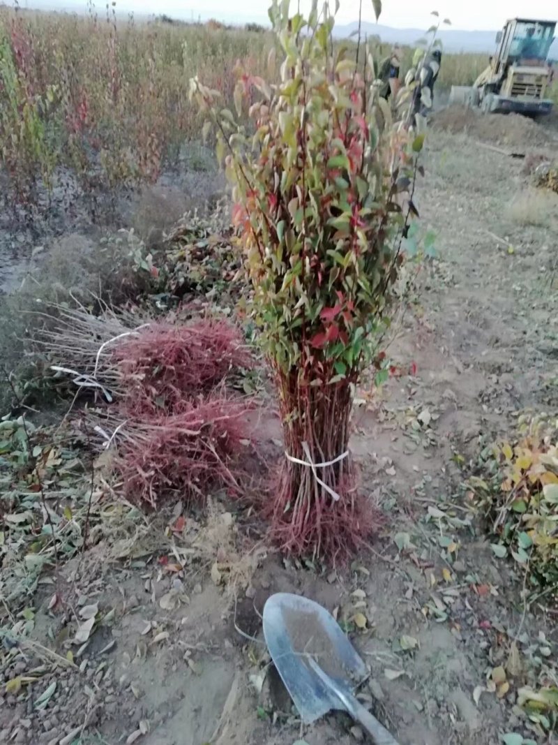 杏树苗油松杯苗山桃杯苗