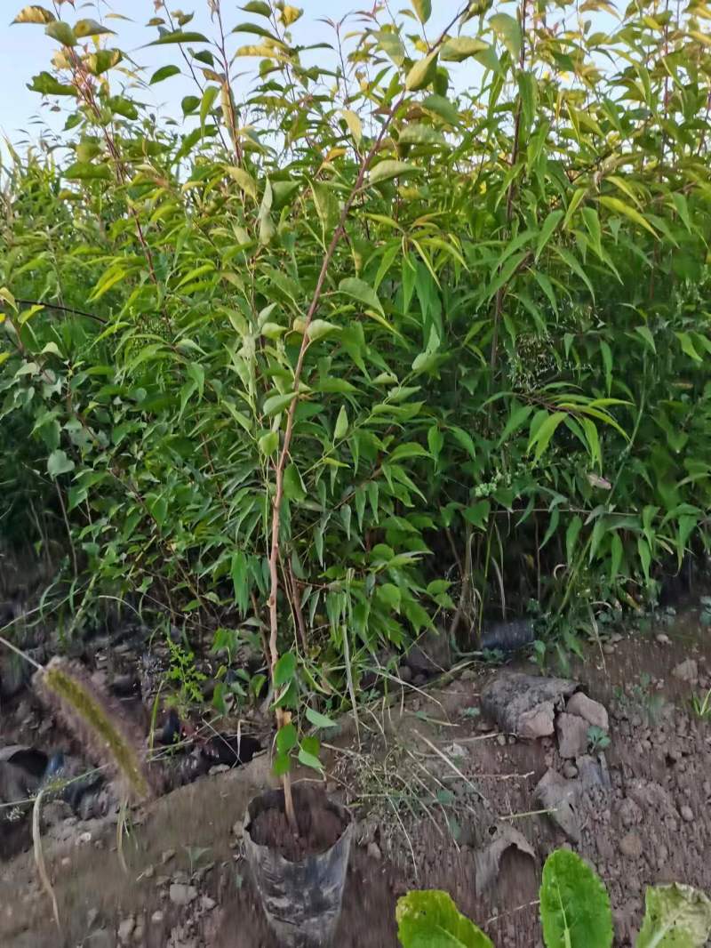 杏树苗油松杯苗山桃杯苗