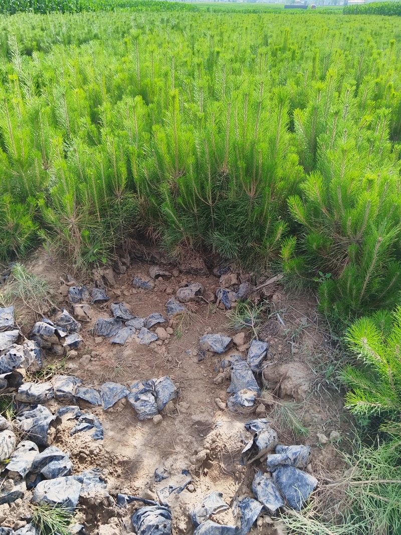 杏树苗油松杯苗山桃杯苗