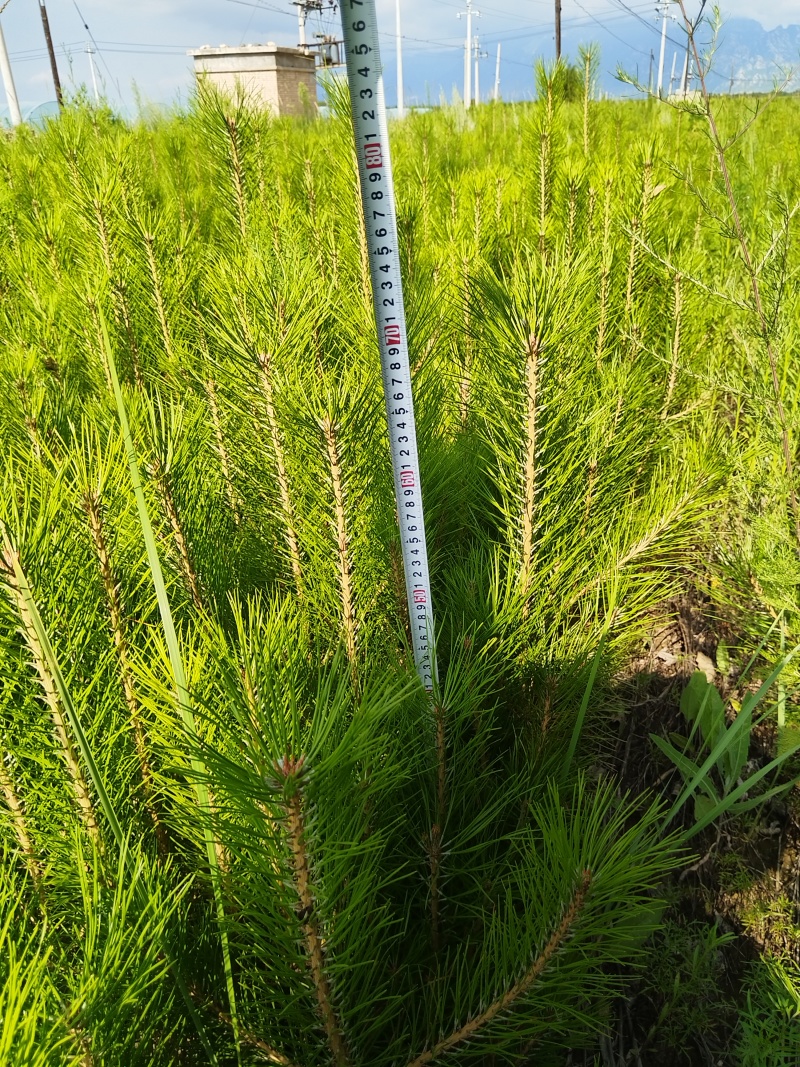杏树苗油松杯苗山桃杯苗