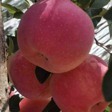 苹果