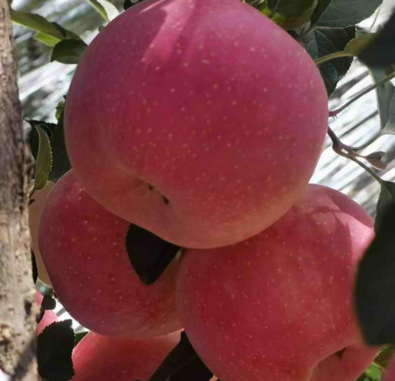 苹果