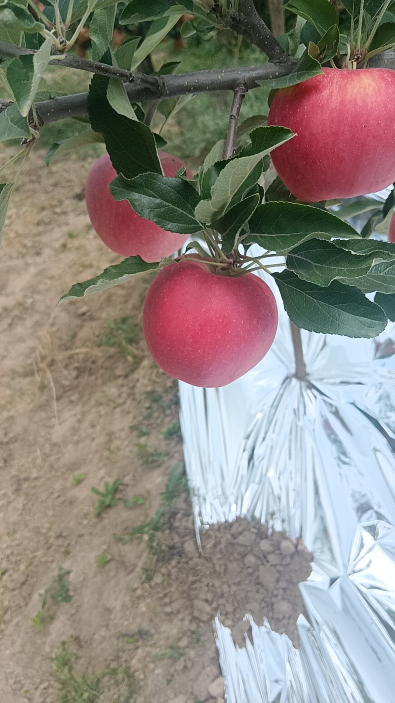 甘肃高山花牛，果面干净，货源充足，大量现货，