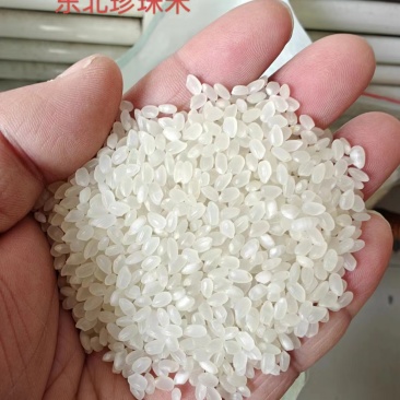 东北小粒珍珠香米，60万吨，可拆单