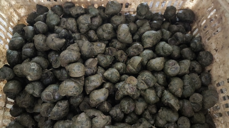 湖北田螺长期有货，新鲜量大，货源充足，全国发货。