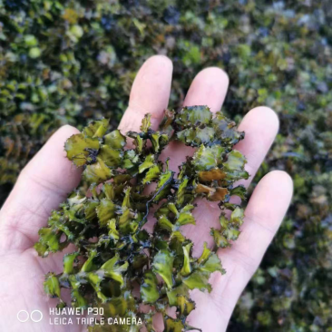 菹草麦黄草种子石芽种籽虾草小龙虾养殖耐低温水草沉水植物