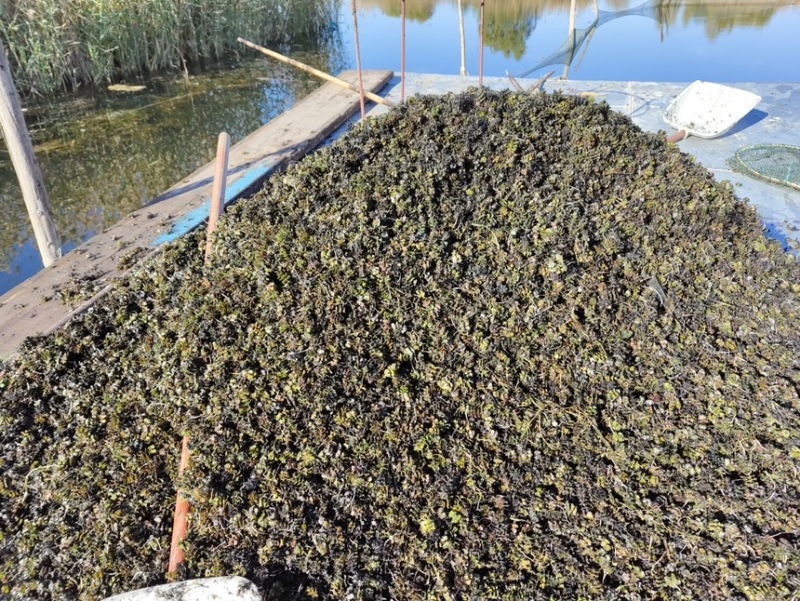 菹草麦黄草种子石芽种籽虾草小龙虾养殖耐低温水草沉水植物
