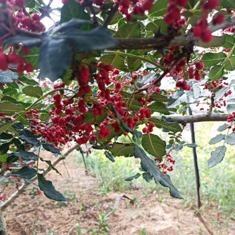 纯干红花椒贡椒无硫磺熏无杂质产地批发长期供货量大优惠