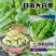 华苏日本大白皮蚕豆种子耐寒皮薄胡豆罗汉豆南北方春秋播蔬菜