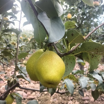 红香酥，河南省平顶山新鲜采摘装车中，迎接中秋节……