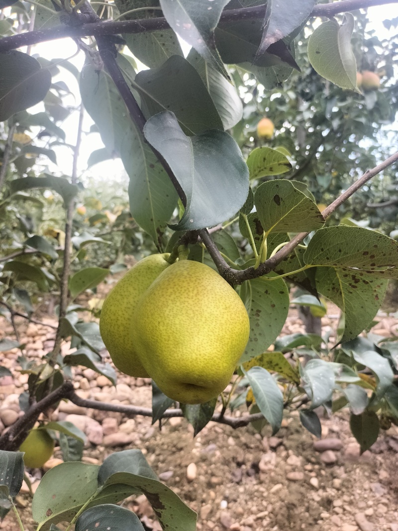 红香酥，河南省平顶山新鲜采摘装车中，迎接中秋节……