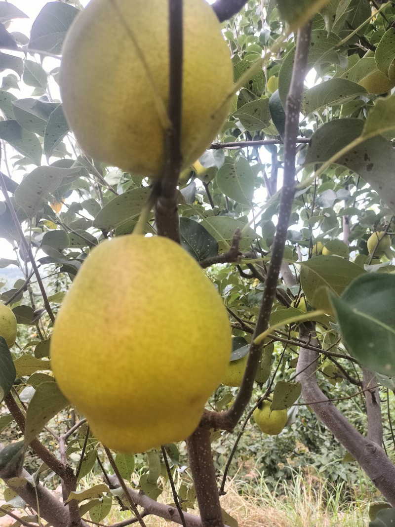 红香酥，河南省平顶山新鲜采摘装车中，迎接中秋节……