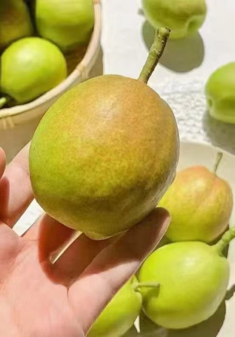 库尔勒香梨产地直发一手货源脆甜多汁量大从优