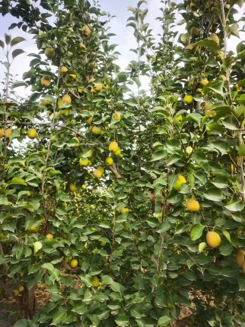 库尔勒香梨产地直发一手货源脆甜多汁量大从优