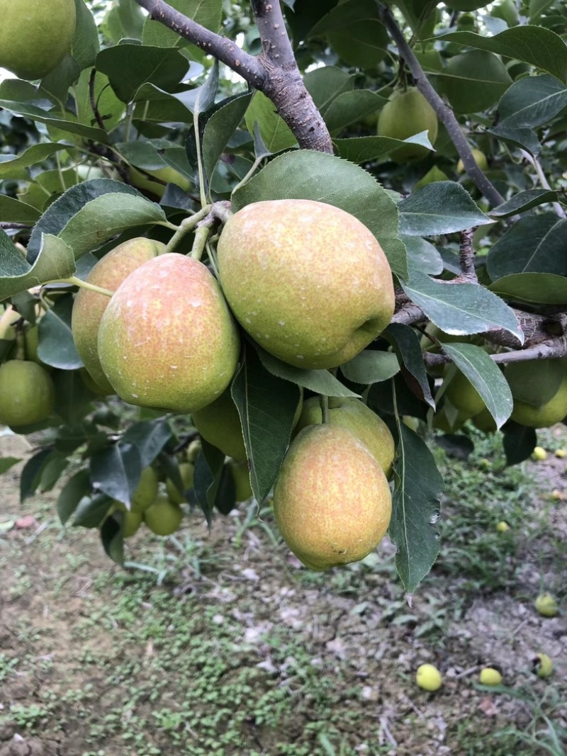 库尔勒香梨产地直发一手货源脆甜多汁量大从优