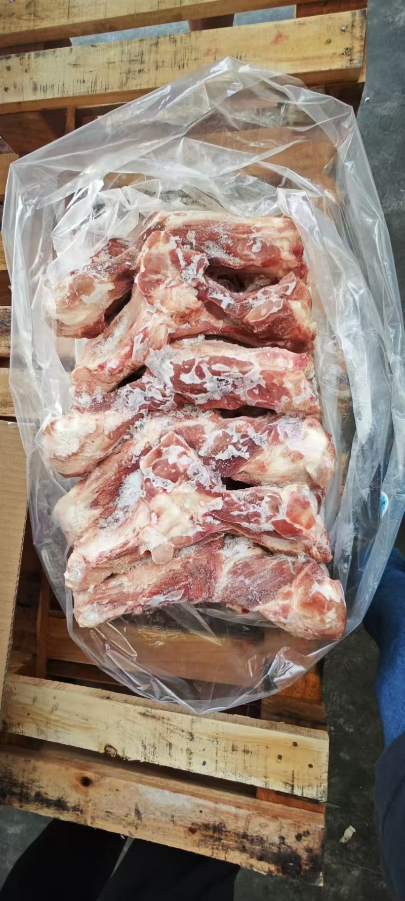 国产多肉前腿骨