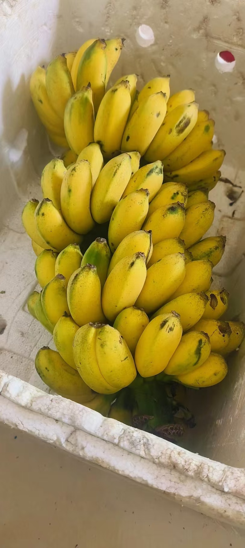 小米蕉