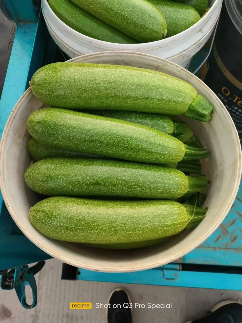 西葫芦山东西葫芦货源充足量大从优质量保证欢迎咨询
