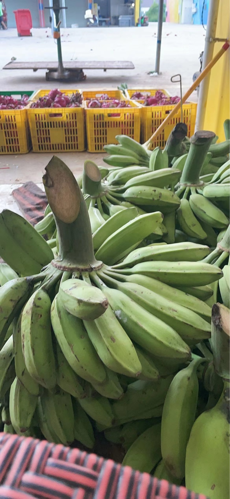 芭蕉，也叫牛蕉