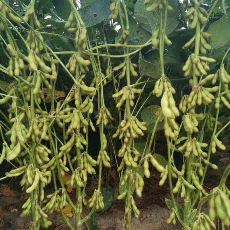 嘉豆6号黄豆种子高层抗病优质大豆种籽农家大田基地春夏播