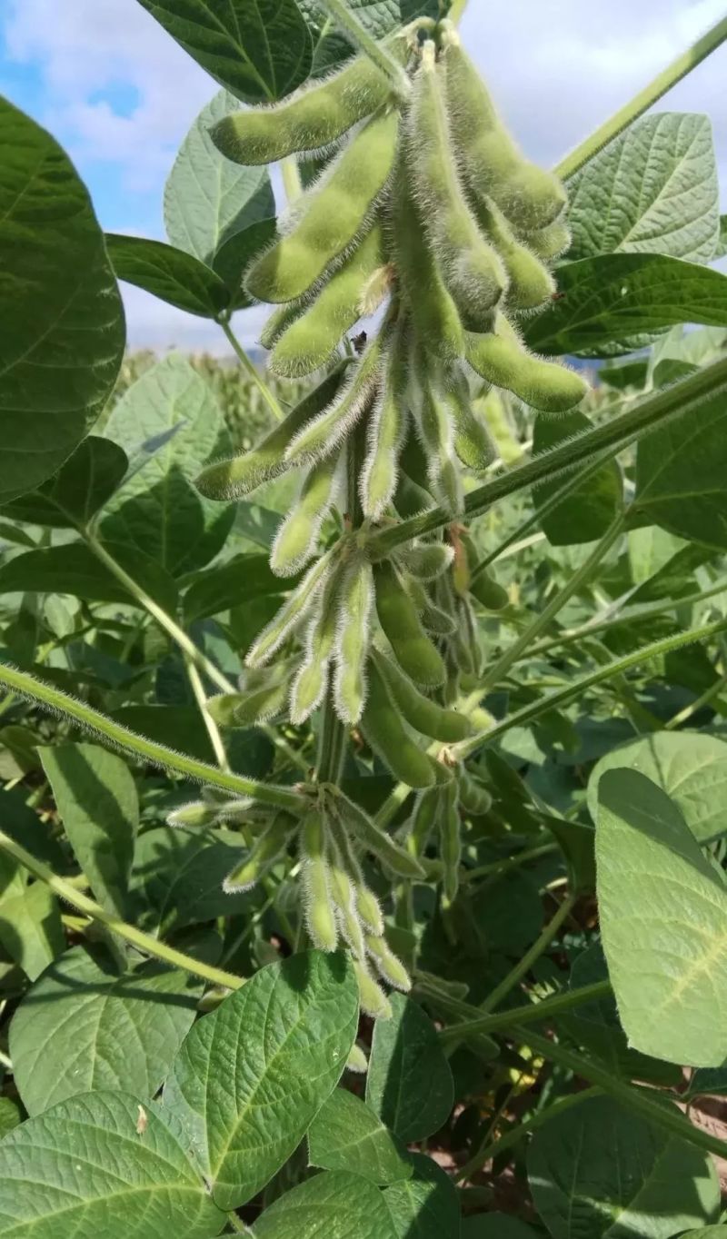 嘉豆6号黄豆种子高层抗病优质大豆种籽农家大田基地春夏播