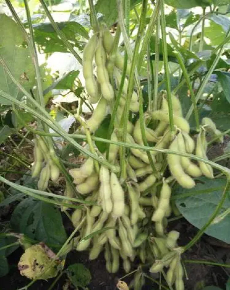 嘉豆6号黄豆种子高层抗病优质大豆种籽农家大田基地春夏播