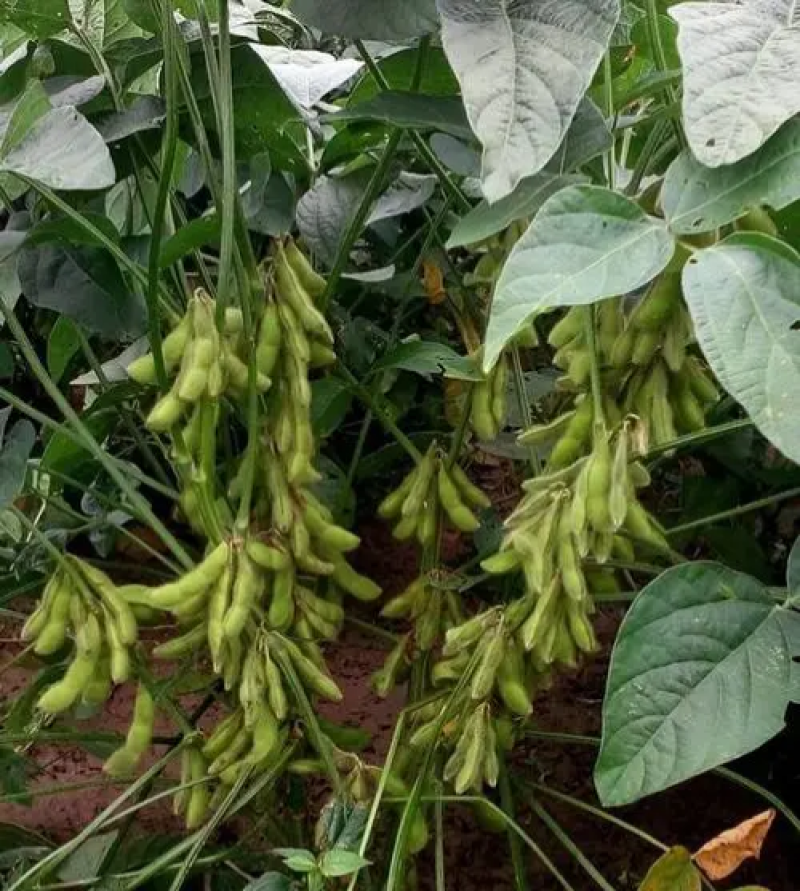 嘉豆6号黄豆种子高层抗病优质大豆种籽农家大田基地春夏播