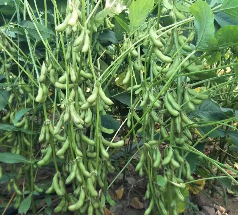 嘉豆6号黄豆种子高层抗病优质大豆种籽农家大田基地春夏播