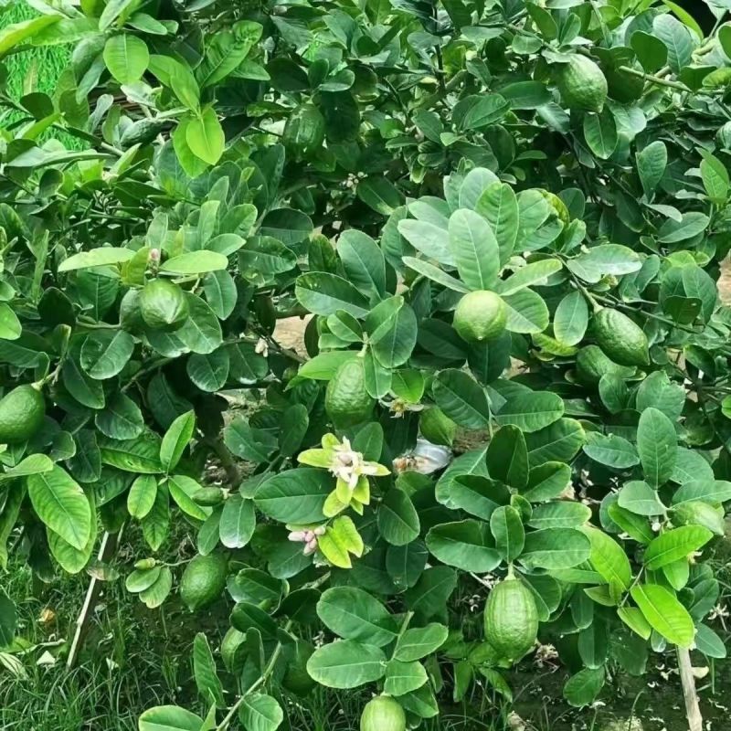 香水柠檬无籽柠檬一级果广东香水柠檬一手货源