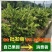 香水柠檬无籽柠檬一级果广东香水柠檬一手货源