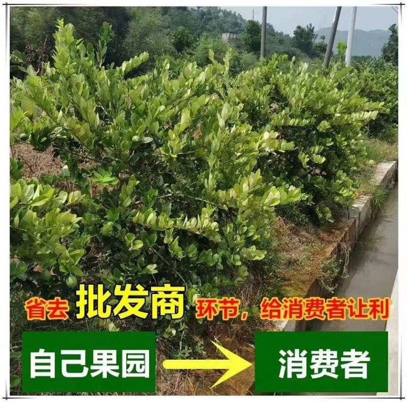 香水柠檬无籽柠檬一级果广东香水柠檬一手货源