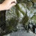 盐渍海带头海带头半干海带头烘干海带头干海带头产地发货