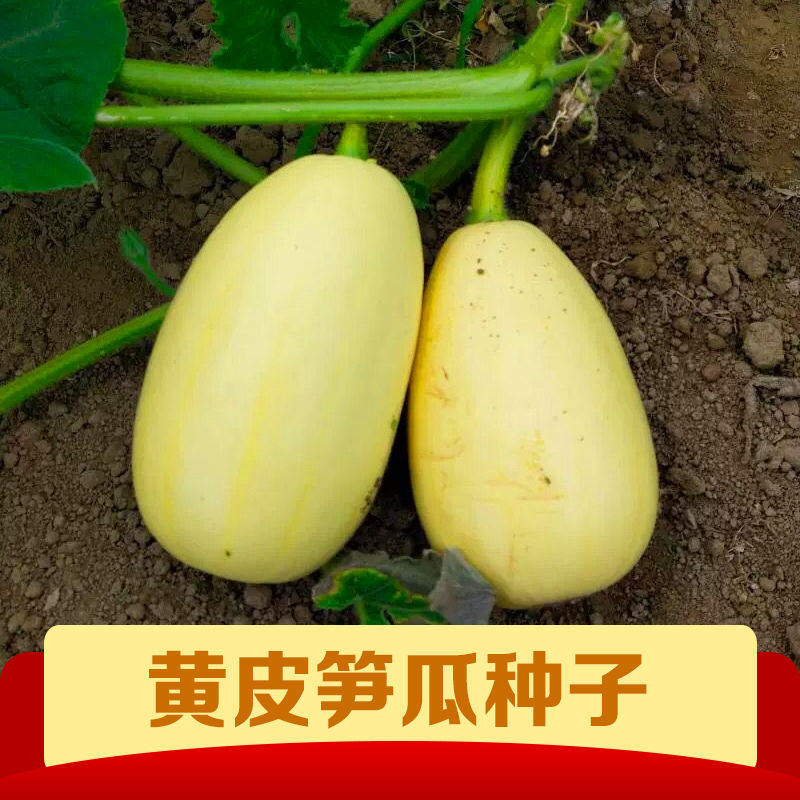 鼎牌黄金笋瓜种子特早熟坐果多坐果期长冬笋味道脆爽
