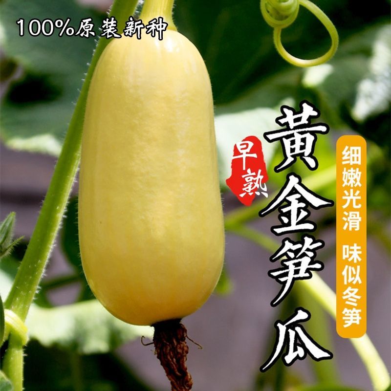 鼎牌黄金笋瓜种子特早熟坐果多坐果期长冬笋味道脆爽