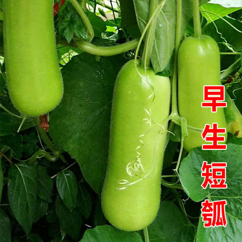 鼎牌露地传奇瓠瓜种子短棒形早熟耐高温皮嫩绿肉乳白清甜好吃