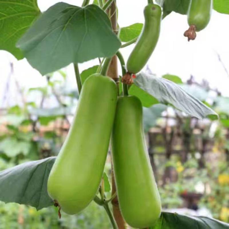 鼎牌露地传奇瓠瓜种子短棒形早熟耐高温皮嫩绿肉乳白清甜好吃