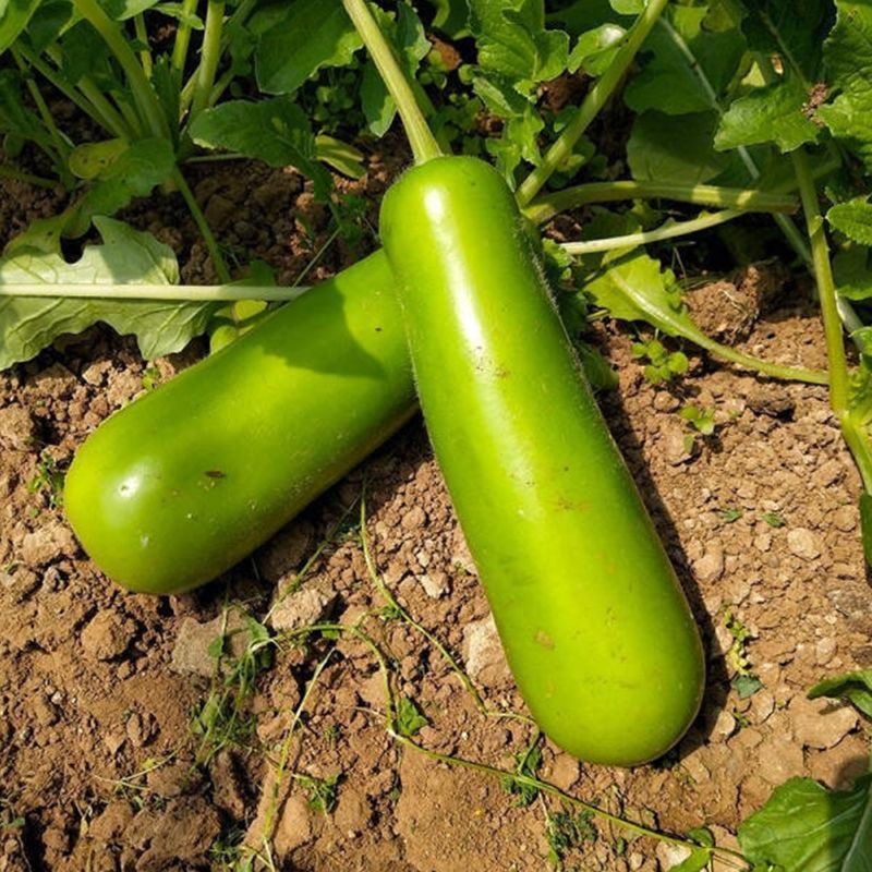鼎牌露地传奇瓠瓜种子短棒形早熟耐高温皮嫩绿肉乳白清甜好吃