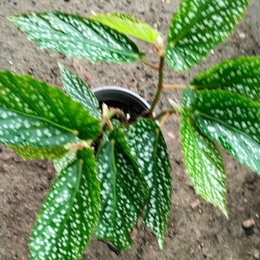秋海棠，竹节海棠，，鳟鱼秋海棠，观叶海棠，品种多颜色全