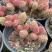 多肉植物，品种多颜色鲜艳夺目，质优价廉，荣程花卉基地发货