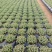 多肉植物，品种多颜色鲜艳夺目，质优价廉，荣程花卉基地发货